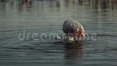 湖上的粉红火烈鸟，腓尼基翅目鸟，池塘里美丽的白色粉红鸟，环境中的水生鸟，非洲，野生动物